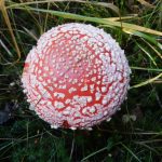Fliegenpilz 1