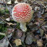 Fliegenpilz 2