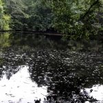 Der Brettacher Waldsee