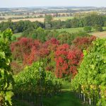 Bunte Bläter im Michelberer Weinberg